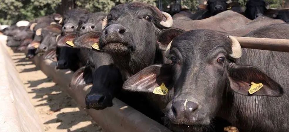 The government is offering loans worth lakhs to farmers for purchasing buffaloes