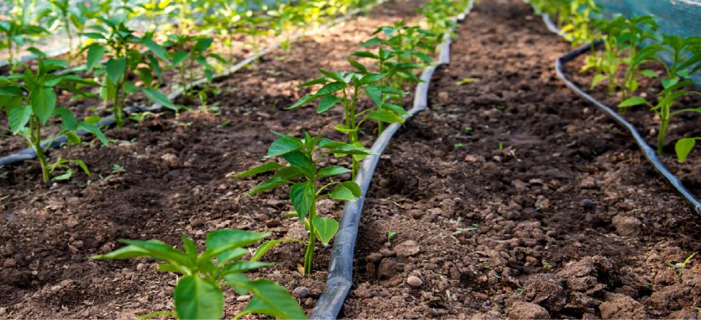 Micro Irrigation Scheme