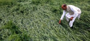 Unseasonal rain and hailstorm caused damage to crops, government will give compensation